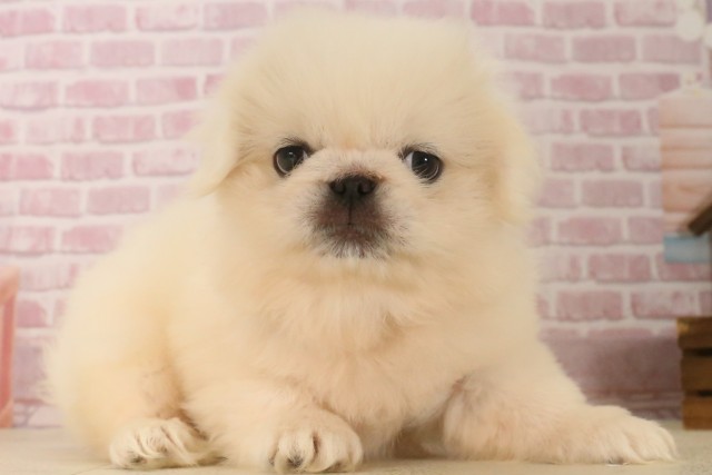 愛媛県のペキニーズ (Coo&RIKU大洲店/2025年6月22日生まれ/女の子/クリーム)の子犬の2枚目の画像