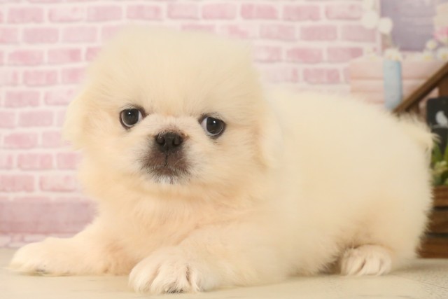 愛媛県のペキニーズ (Coo&RIKU大洲店/2025年6月22日生まれ/女の子/クリーム)の子犬の3枚目の画像
