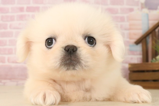 岡山県のペキニーズ (Coo&RIKU岡山店/2025年6月22日生まれ/女の子/クリーム)の子犬の1枚目の画像