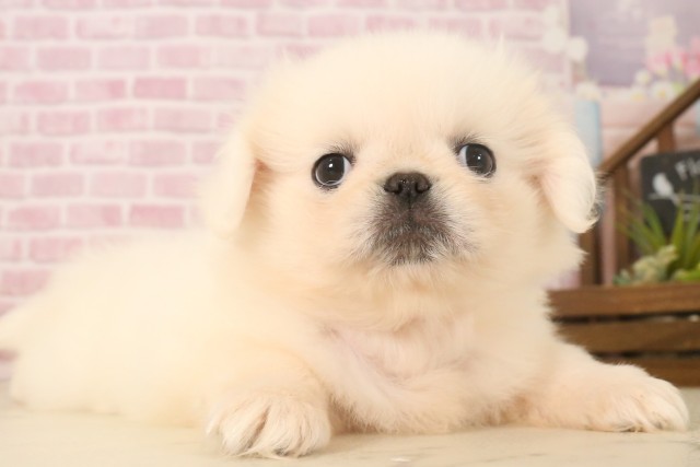 岡山県のペキニーズ (Coo&RIKU岡山店/2025年6月22日生まれ/女の子/クリーム)の子犬の2枚目の画像