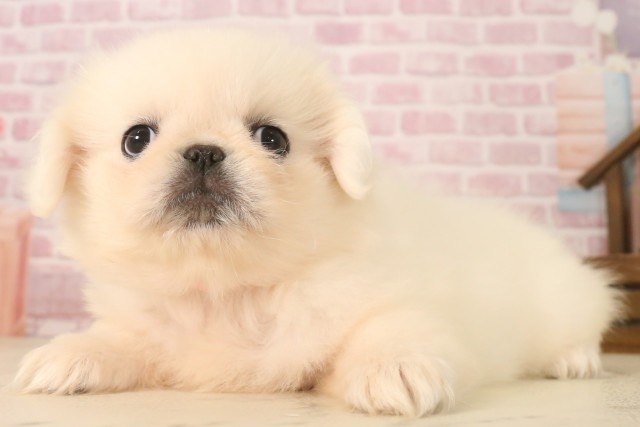 岡山県のペキニーズ (Coo&RIKU岡山店/2025年6月22日生まれ/女の子/クリーム)の子犬の3枚目の画像