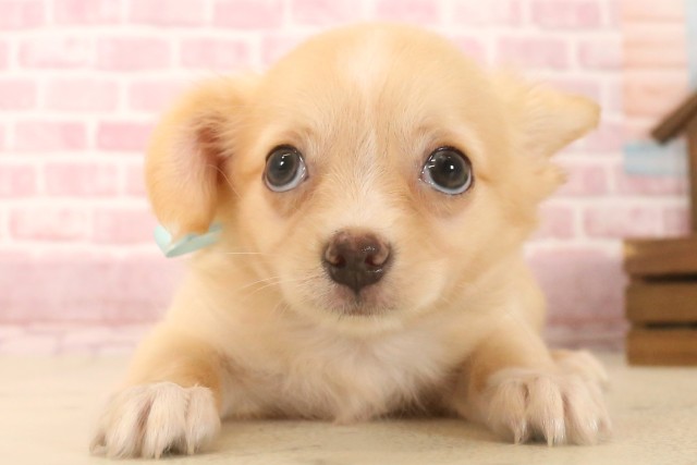 広島県のチワワ(ロング) (Coo&RIKU東広島店/2025年6月22日生まれ/男の子/クリームホワイト)の子犬の1枚目の画像