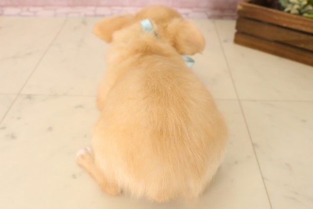 広島県のチワワ(ロング) (Coo&RIKU東広島店/2025年6月22日生まれ/男の子/クリームホワイト)の子犬の4枚目の画像