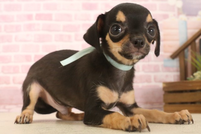岡山県のチワワ(スムース) (Coo&RIKU岡山店/2025年6月6日生まれ/男の子/ブラックタンホワイト)の子犬の2枚目の画像