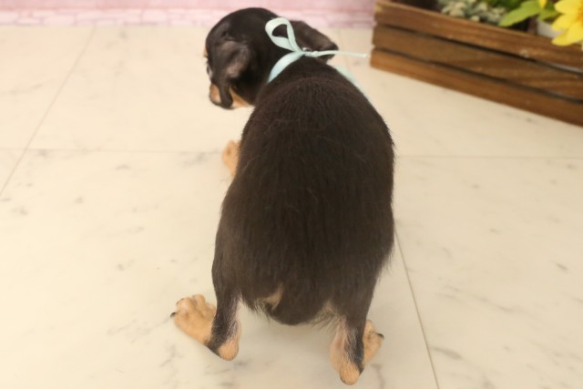 岡山県のチワワ(スムース) (Coo&RIKU岡山店/2025年6月6日生まれ/男の子/ブラックタンホワイト)の子犬の4枚目の画像