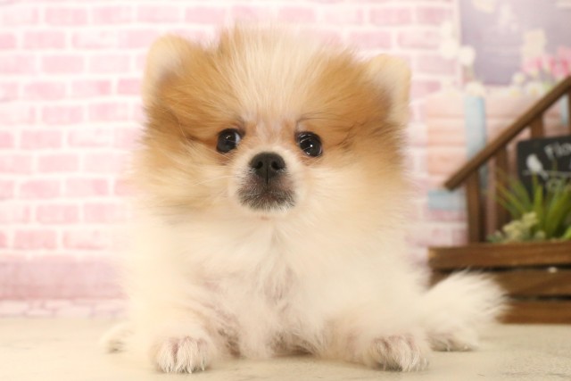 広島県のポメラニアン (Coo&RIKU福山店/2025年6月15日生まれ/男の子/パーティーカラー)の子犬の1枚目の画像