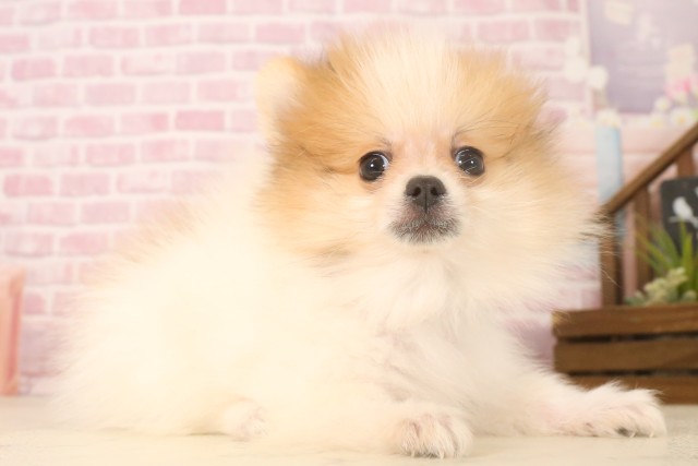 広島県のポメラニアン (Coo&RIKU福山店/2025年6月15日生まれ/男の子/パーティーカラー)の子犬の2枚目の画像