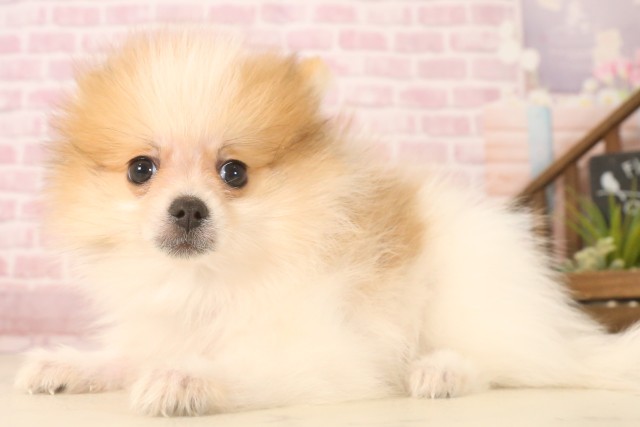 広島県のポメラニアン (Coo&RIKU福山店/2025年6月15日生まれ/男の子/パーティーカラー)の子犬の3枚目の画像