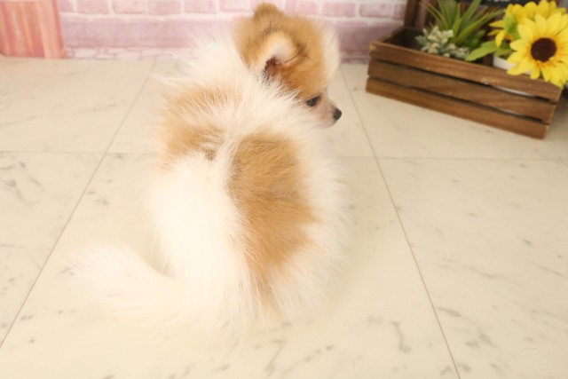 広島県のポメラニアン (Coo&RIKU福山店/2025年6月15日生まれ/男の子/パーティーカラー)の子犬の4枚目の画像