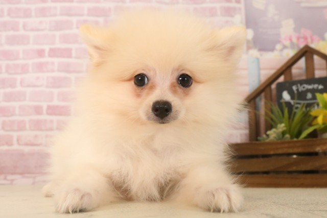 広島県のポメラニアン (Coo&RIKUゆめタウン大竹店/2025年6月15日生まれ/男の子/クリーム)の子犬