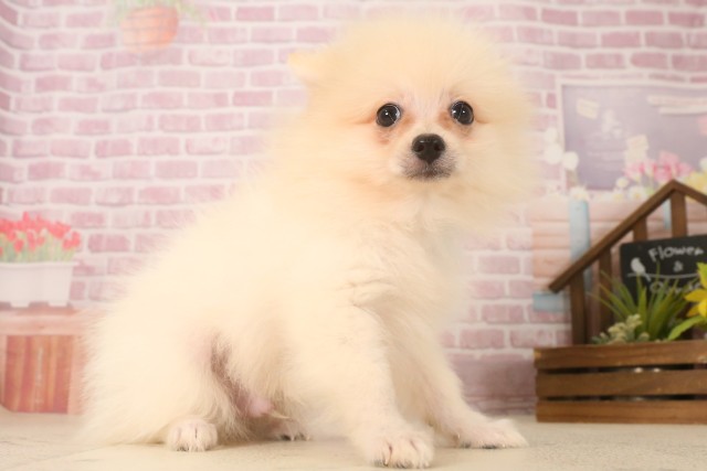 広島県のポメラニアン (Coo&RIKUゆめタウン大竹店/2025年6月15日生まれ/男の子/クリーム)の子犬の2枚目の画像
