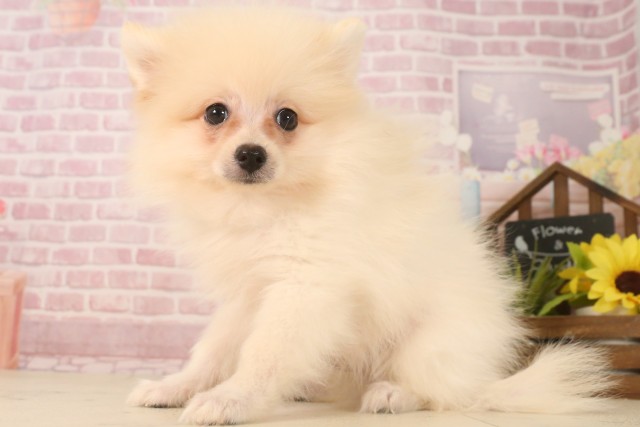 広島県のポメラニアン (Coo&RIKUゆめタウン大竹店/2025年6月15日生まれ/男の子/クリーム)の子犬の3枚目の画像