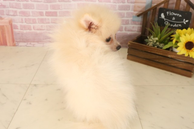 広島県のポメラニアン (Coo&RIKUゆめタウン大竹店/2025年6月15日生まれ/男の子/クリーム)の子犬の4枚目の画像