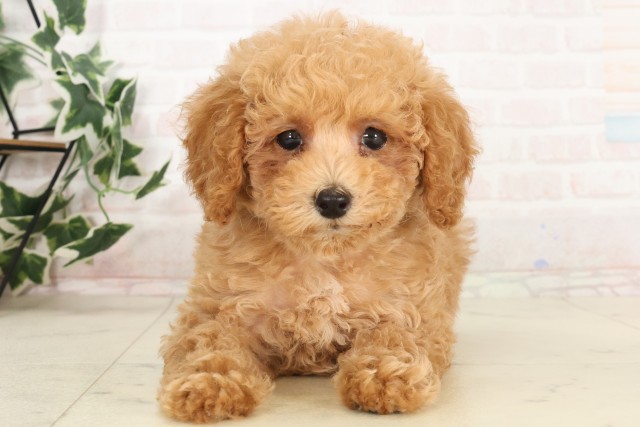 岡山県のトイプードル(トイ) (Coo&RIKU岡山店/2025年6月19日生まれ/男の子/クリーム)の子犬の1枚目の画像