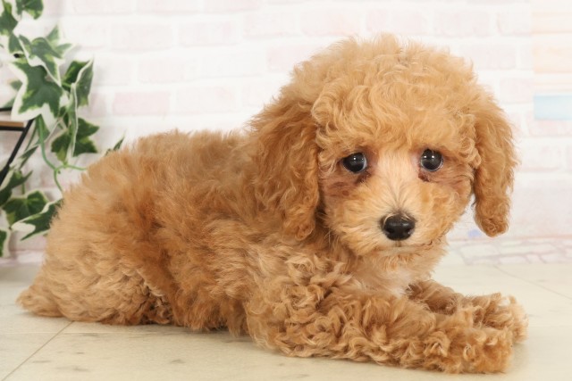 岡山県のトイプードル(トイ) (Coo&RIKU岡山店/2025年6月19日生まれ/男の子/クリーム)の子犬の2枚目の画像