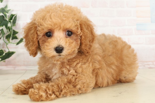 岡山県のトイプードル(トイ) (Coo&RIKU岡山店/2025年6月19日生まれ/男の子/クリーム)の子犬の3枚目の画像