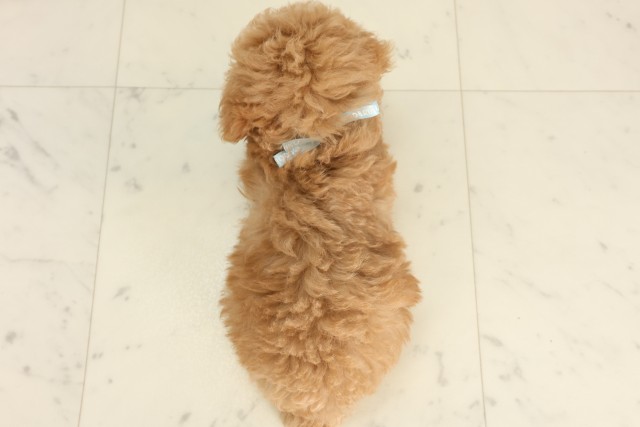 岡山県のトイプードル(トイ) (Coo&RIKU岡山店/2025年6月19日生まれ/男の子/クリーム)の子犬の4枚目の画像