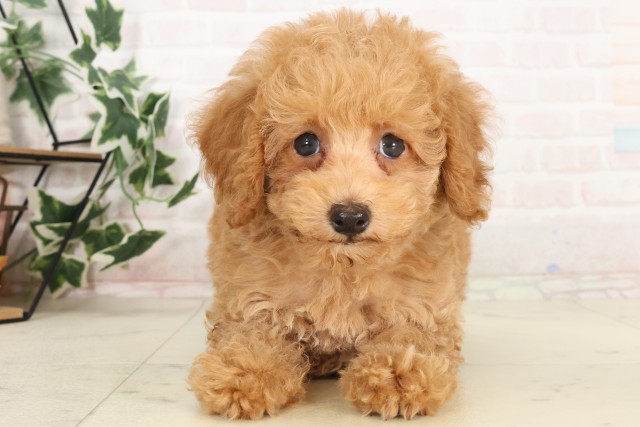 愛媛県のトイプードル(トイ) (Coo&RIKU愛媛松山店/2025年6月19日生まれ/男の子/クリーム)の子犬の1枚目の画像