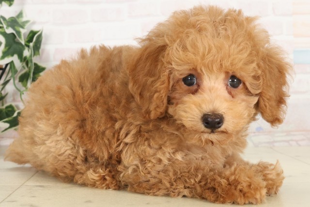 愛媛県のトイプードル(トイ) (Coo&RIKU愛媛松山店/2025年6月19日生まれ/男の子/クリーム)の子犬の2枚目の画像
