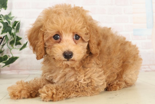 愛媛県のトイプードル(トイ) (Coo&RIKU愛媛松山店/2025年6月19日生まれ/男の子/クリーム)の子犬の3枚目の画像