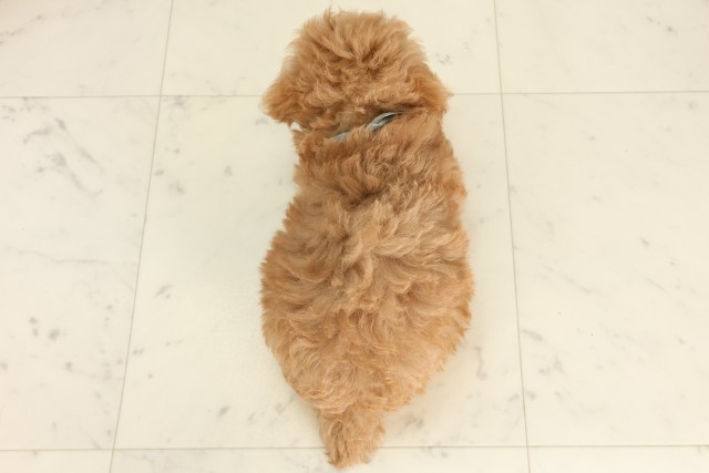 愛媛県のトイプードル(トイ) (Coo&RIKU愛媛松山店/2025年6月19日生まれ/男の子/クリーム)の子犬の4枚目の画像