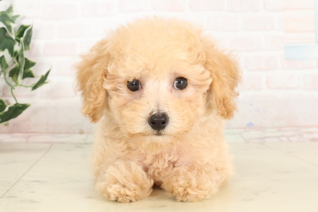 広島県のトイプードル(トイ) (Coo&RIKU福山店/2025年6月19日生まれ/女の子/クリーム)の子犬の1枚目の画像