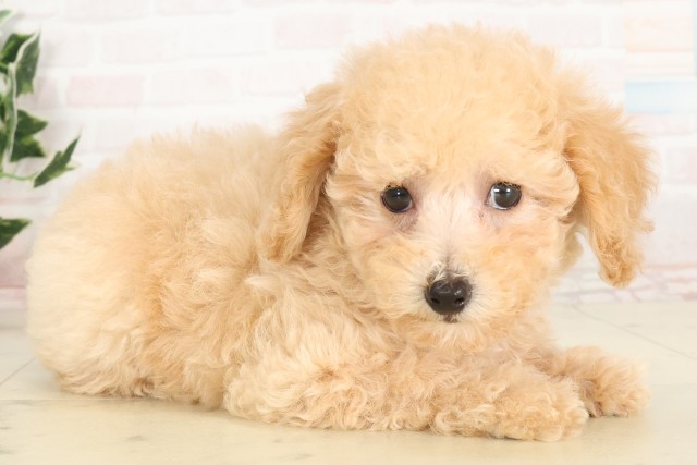 広島県のトイプードル(トイ) (Coo&RIKU福山店/2025年6月19日生まれ/女の子/クリーム)の子犬の2枚目の画像