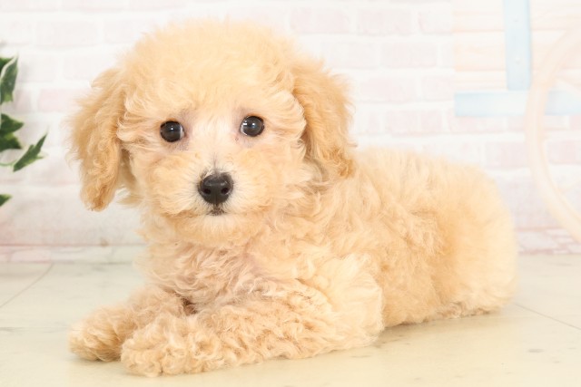 広島県のトイプードル(トイ) (Coo&RIKU福山店/2025年6月19日生まれ/女の子/クリーム)の子犬の3枚目の画像