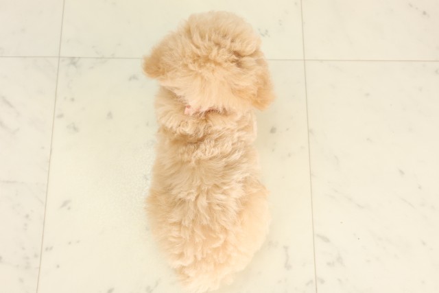 広島県のトイプードル(トイ) (Coo&RIKU福山店/2025年6月19日生まれ/女の子/クリーム)の子犬の4枚目の画像