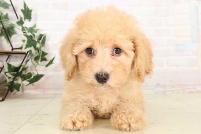 広島県のトイプードル(トイ) (Coo&RIKU広島中央店/2025年6月19日生まれ/女の子/クリーム)の子犬
