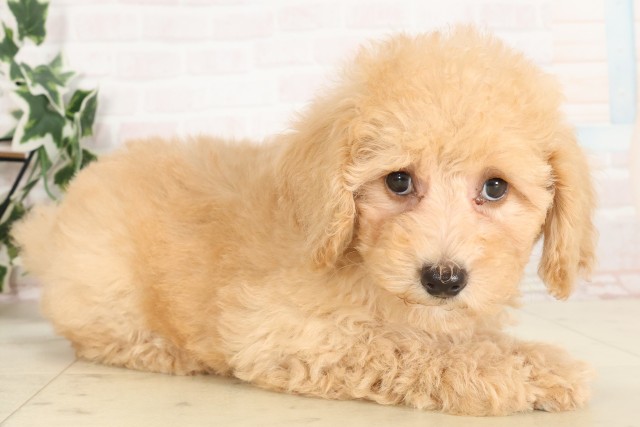 広島県のトイプードル(トイ) (Coo&RIKU広島中央店/2025年6月19日生まれ/女の子/クリーム)の子犬の2枚目の画像