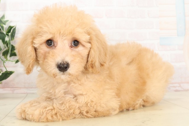 広島県のトイプードル(トイ) (Coo&RIKU広島中央店/2025年6月19日生まれ/女の子/クリーム)の子犬の3枚目の画像