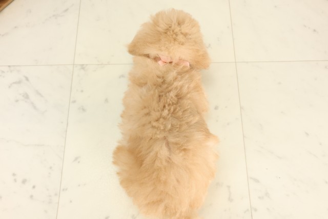 広島県のトイプードル(トイ) (Coo&RIKU広島中央店/2025年6月19日生まれ/女の子/クリーム)の子犬の4枚目の画像