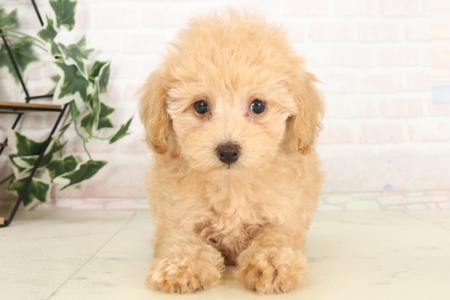 広島県のトイプードル(トイ) (Coo&RIKU広島北店/2025年6月19日生まれ/女の子/クリーム)の子犬の1枚目の画像