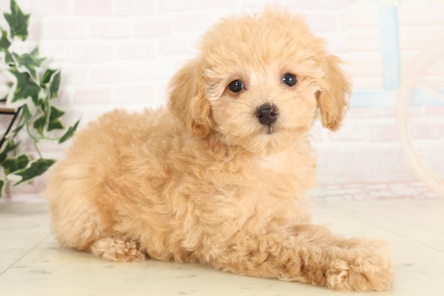 広島県のトイプードル(トイ) (Coo&RIKU広島北店/2025年6月19日生まれ/女の子/クリーム)の子犬の2枚目の画像