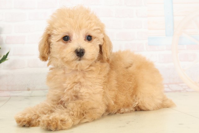広島県のトイプードル(トイ) (Coo&RIKU広島北店/2025年6月19日生まれ/女の子/クリーム)の子犬の3枚目の画像