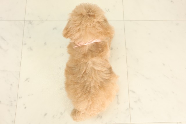 広島県のトイプードル(トイ) (Coo&RIKU広島北店/2025年6月19日生まれ/女の子/クリーム)の子犬の4枚目の画像