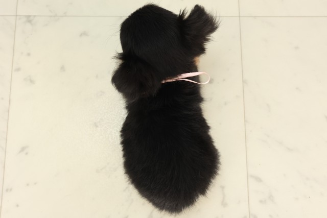 岡山県のチワワ(ロング) (Coo&RIKU岡山店/2025年6月18日生まれ/女の子/ブラック)の子犬の4枚目の画像