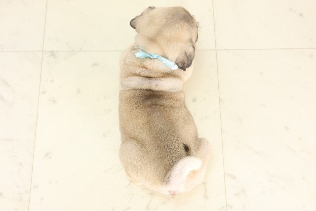 高知県のパグ (Coo&RIKU高知御座店/2025年6月19日生まれ/男の子/フォーン)の子犬の4枚目の画像