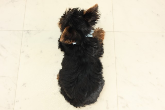 広島県のヨークシャーテリア (Coo&RIKU福山店/2025年6月20日生まれ/男の子/スチールブルータン)の子犬の4枚目の画像