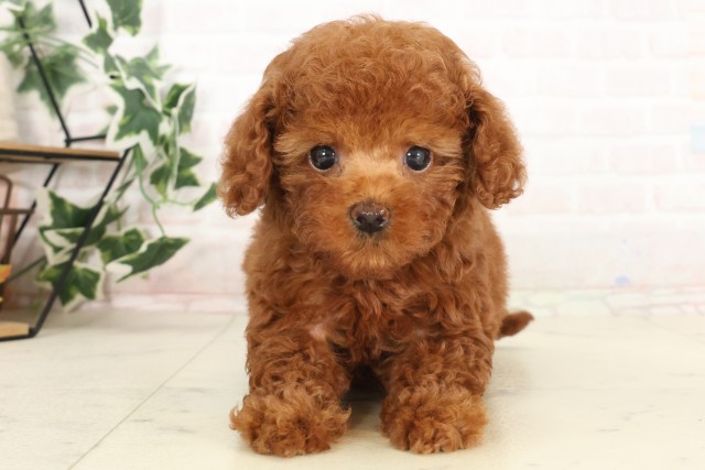 広島県のトイプードル(トイ) (Coo&RIKU広島中央店/2025年6月22日生まれ/女の子/レッド)の子犬