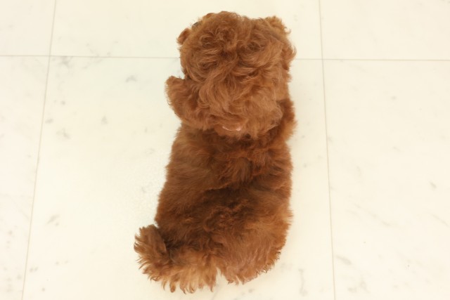 広島県のトイプードル(トイ) (Coo&RIKU広島中央店/2025年6月22日生まれ/女の子/レッド)の子犬の4枚目の画像