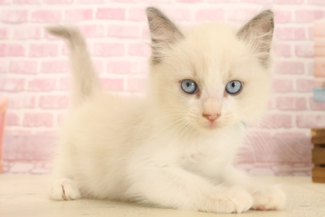 広島県のラグドール (Coo&RIKU福山店/2025年6月22日生まれ/男の子/ブルーポイントバイカラー)の子猫の2枚目の画像