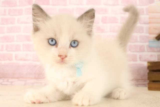 広島県のラグドール (Coo&RIKU福山店/2025年6月22日生まれ/男の子/ブルーポイントバイカラー)の子猫の3枚目の画像