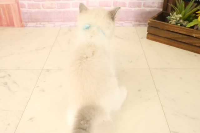 広島県のラグドール (Coo&RIKU福山店/2025年6月22日生まれ/男の子/ブルーポイントバイカラー)の子猫の4枚目の画像