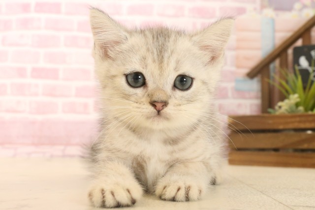 広島県のマンチカン (Coo&RIKU東広島店/2025年6月20日生まれ/男の子/シルバータビーホワイト)の子猫の1枚目の画像