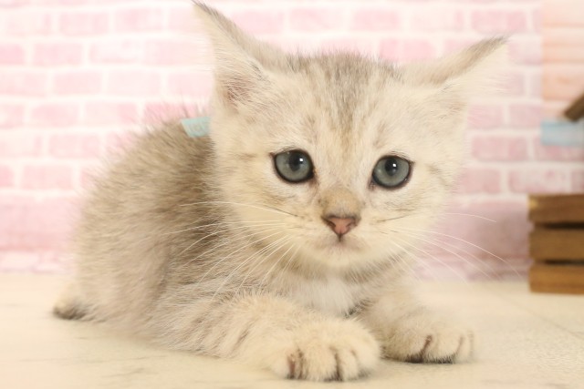 広島県のマンチカン (Coo&RIKU東広島店/2025年6月20日生まれ/男の子/シルバータビーホワイト)の子猫の2枚目の画像