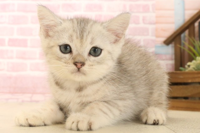 広島県のマンチカン (Coo&RIKU東広島店/2025年6月20日生まれ/男の子/シルバータビーホワイト)の子猫の3枚目の画像