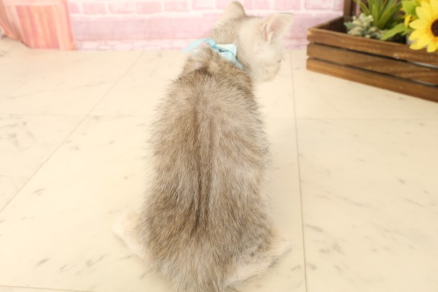広島県のマンチカン (Coo&RIKU東広島店/2025年6月20日生まれ/男の子/シルバータビーホワイト)の子猫の4枚目の画像