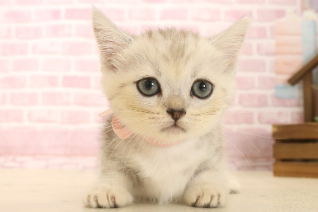 徳島県のマンチカン (Coo&RIKU徳島店/2025年6月20日生まれ/女の子/シルバータビーホワイト)の子猫